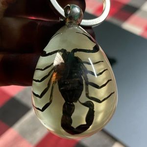 Real insect key chain